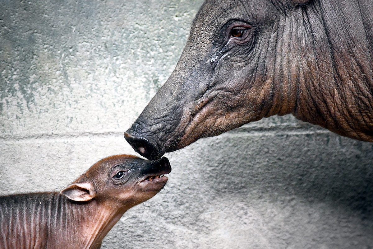 Baby Babirusa and its mother