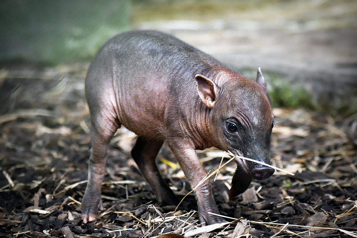 Baby Babirusa
