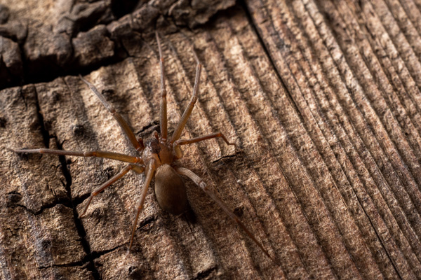 Brown reclusive spider on wood floor