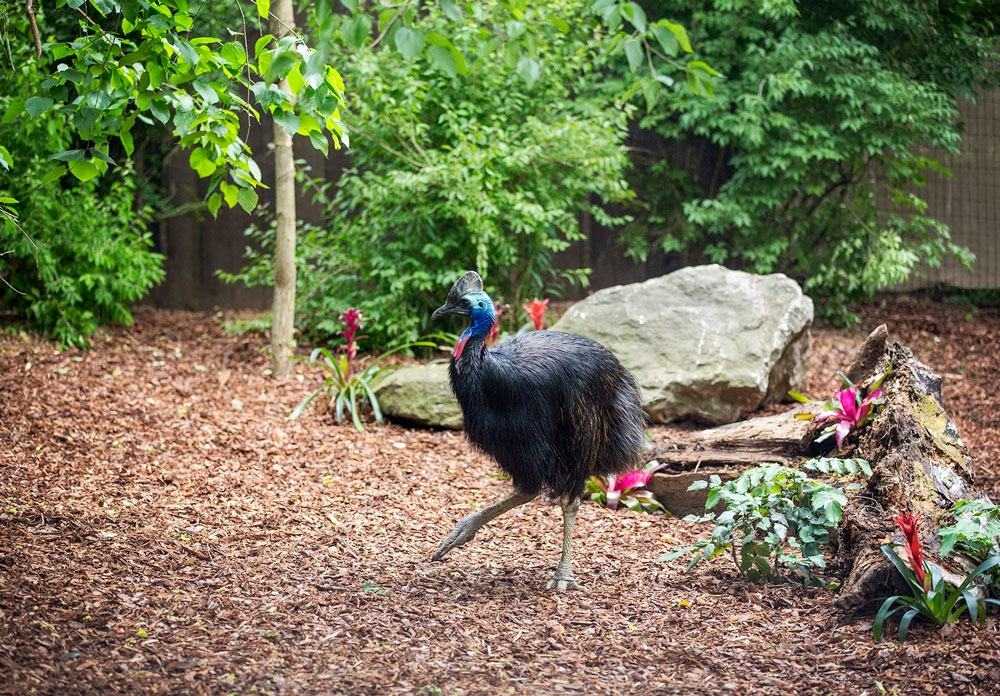 Cassowary walking on the ground