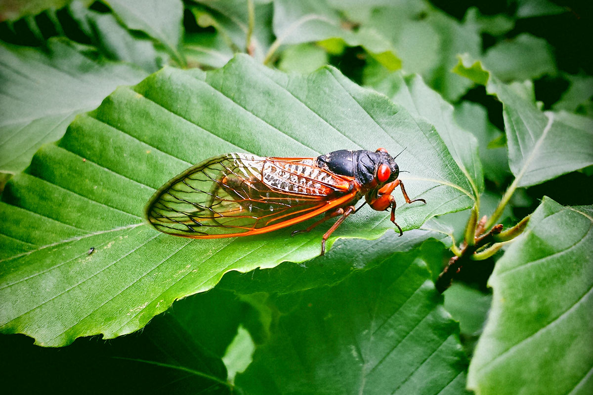 cicada