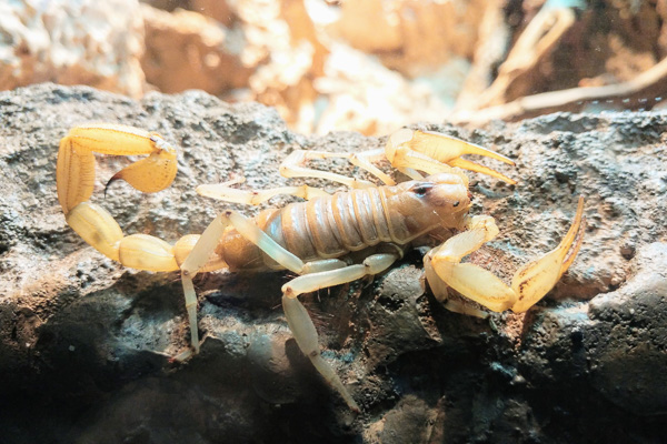 Desert hairy scorpion