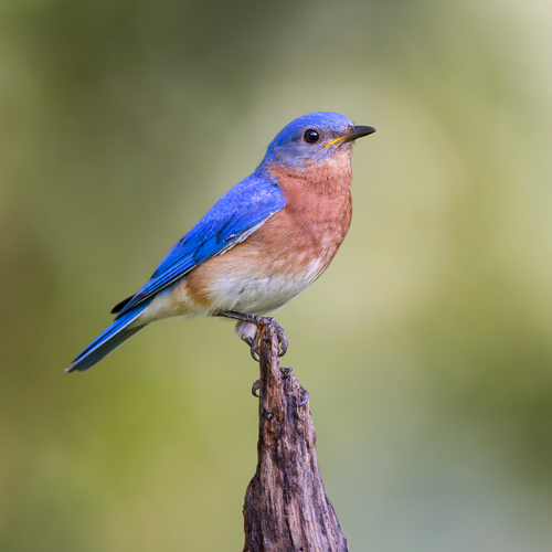 Eastern Bluebird