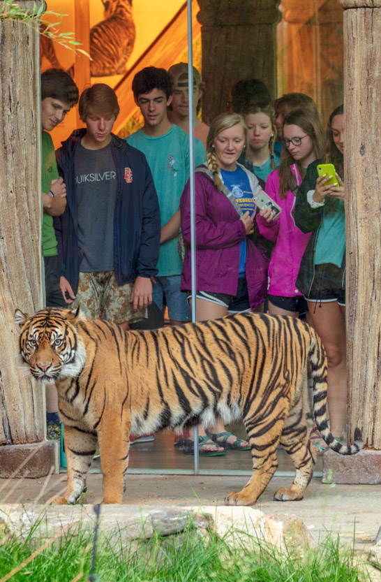 Guests looking through a window looking at a tiger