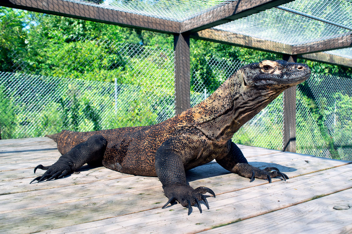 Komodo Dragon