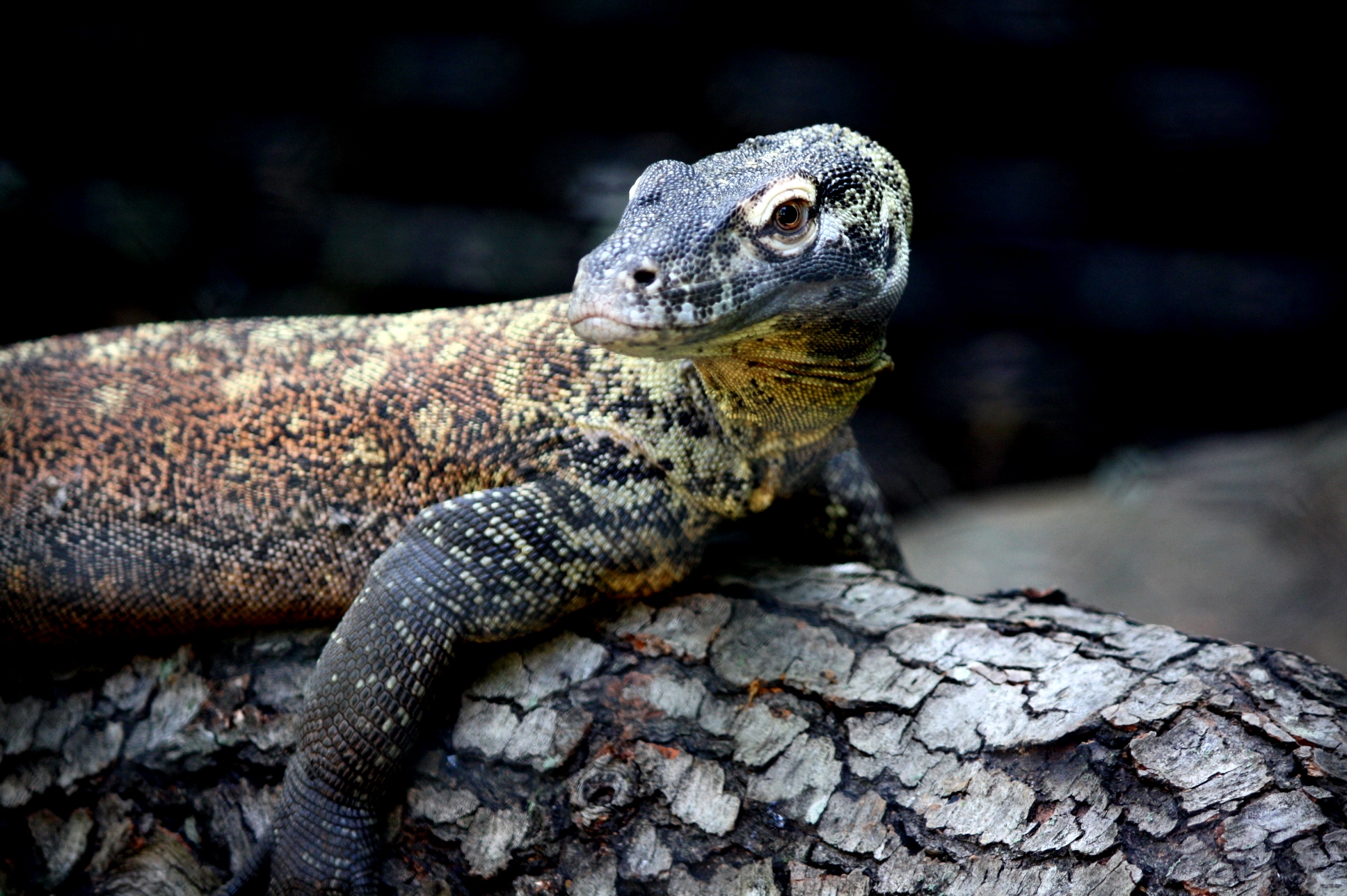 A Komodo dragon resting on a log