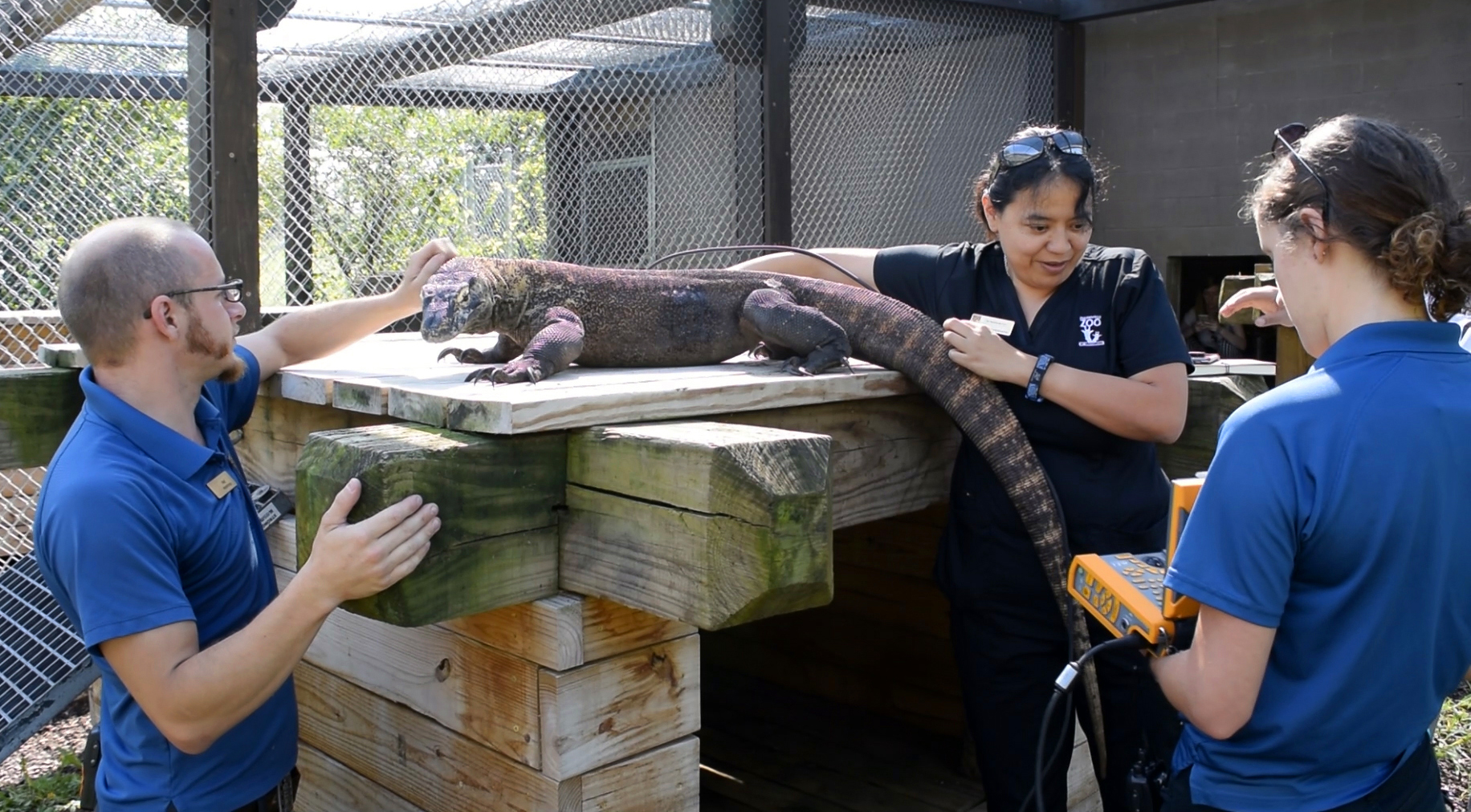 zookeeper petting Komodo Dragon