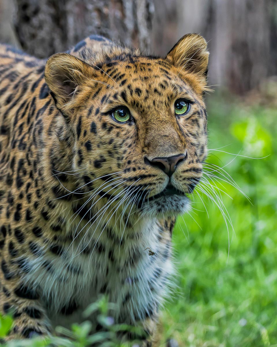 amur leopard