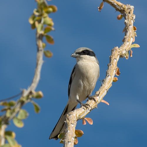 Loggerhead Shrike