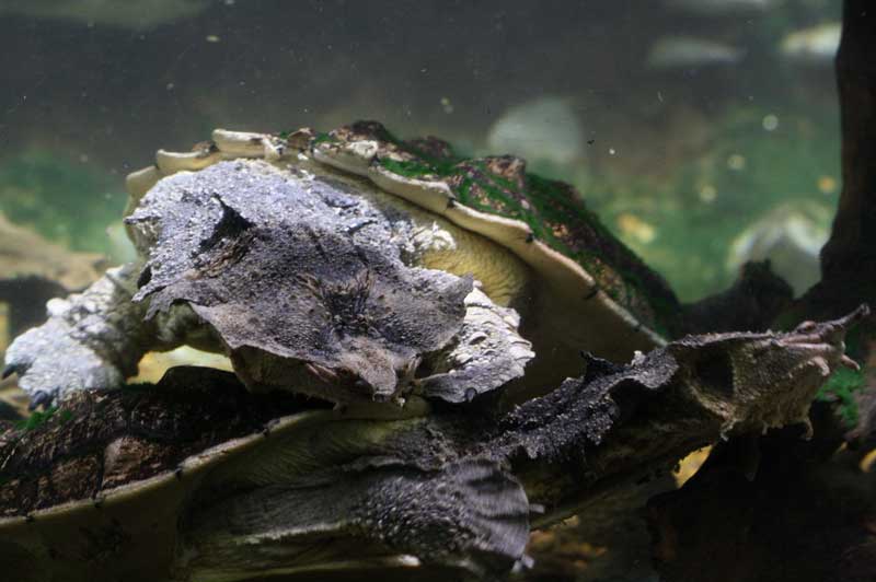 Mata mata floating in water