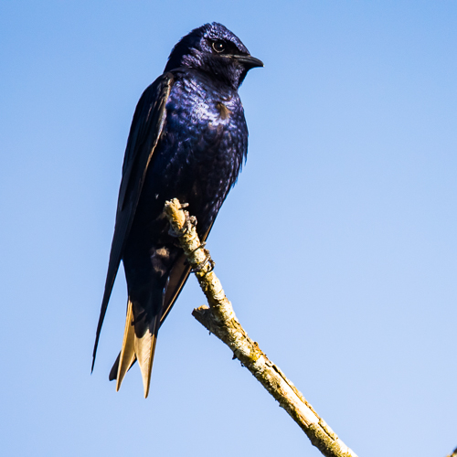 Purple Martin