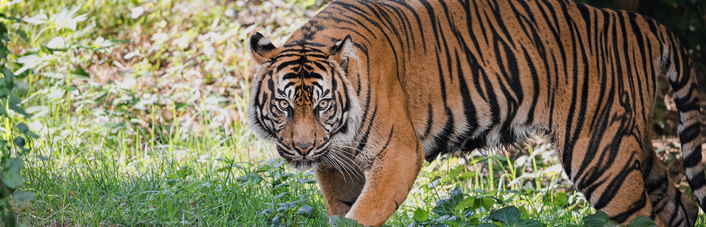 Sumatran Tiger