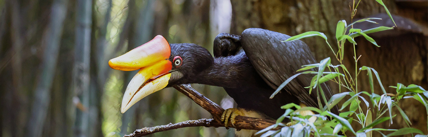 Rhinoceros hornbill perched on tree