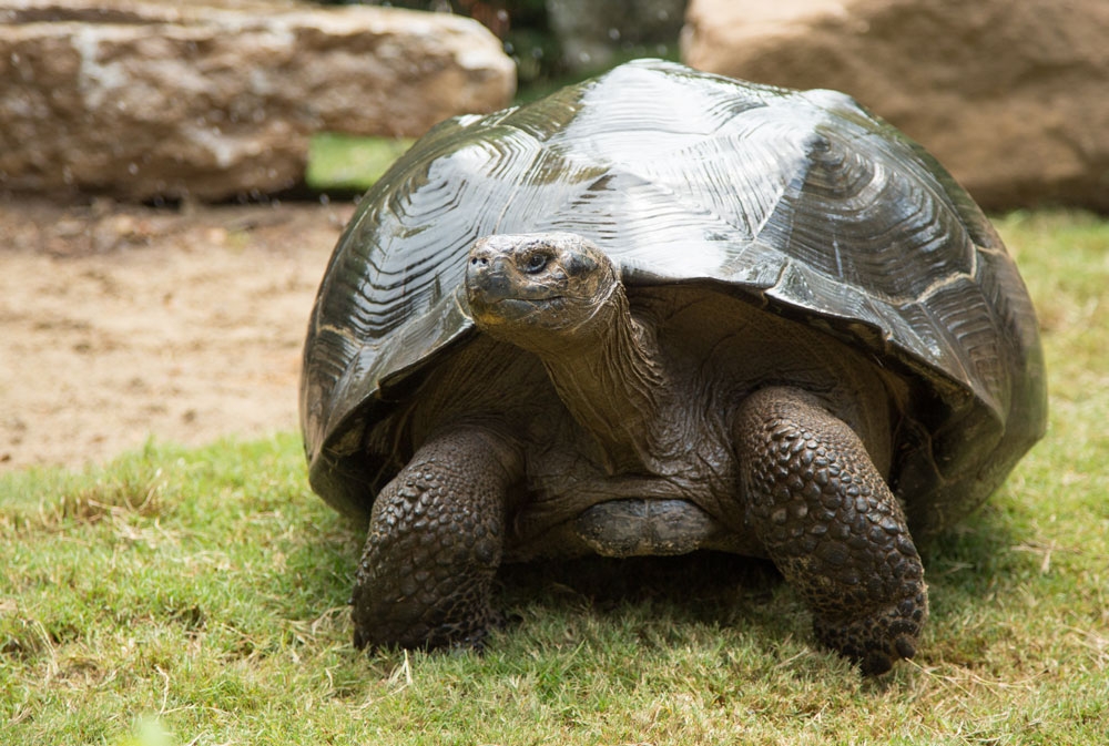 Galapagos tortoise walking through grass