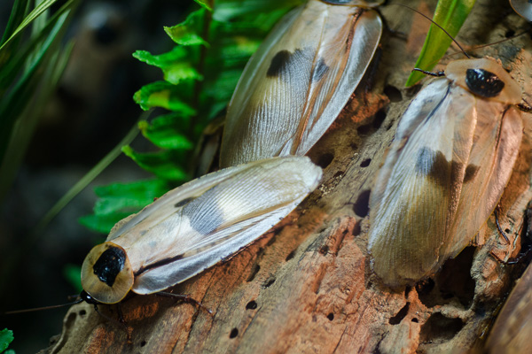 Trinidad giant cockroaches on a log