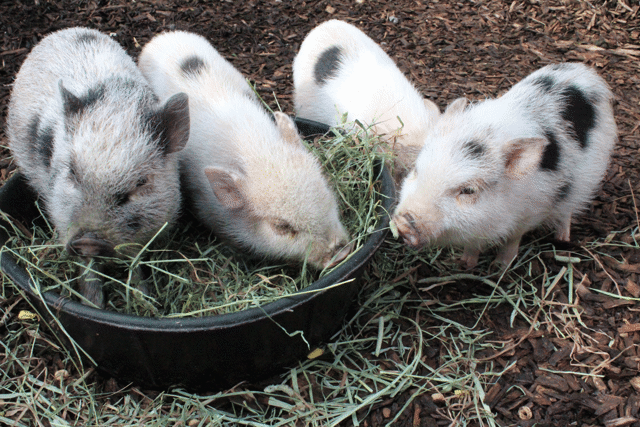 Four juliana pigs eating