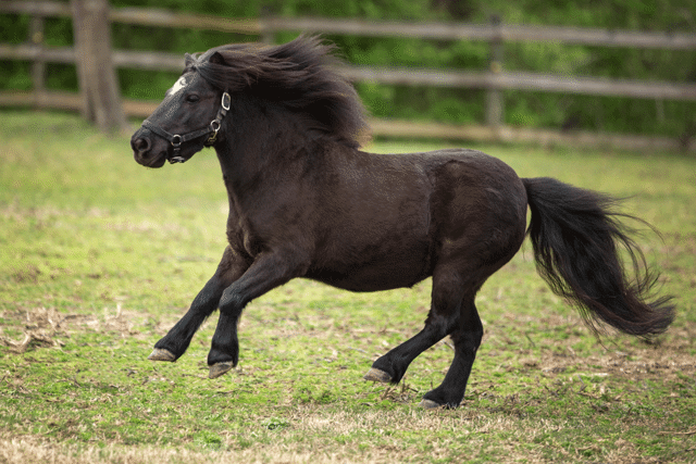 A miniature horse galloping through a field