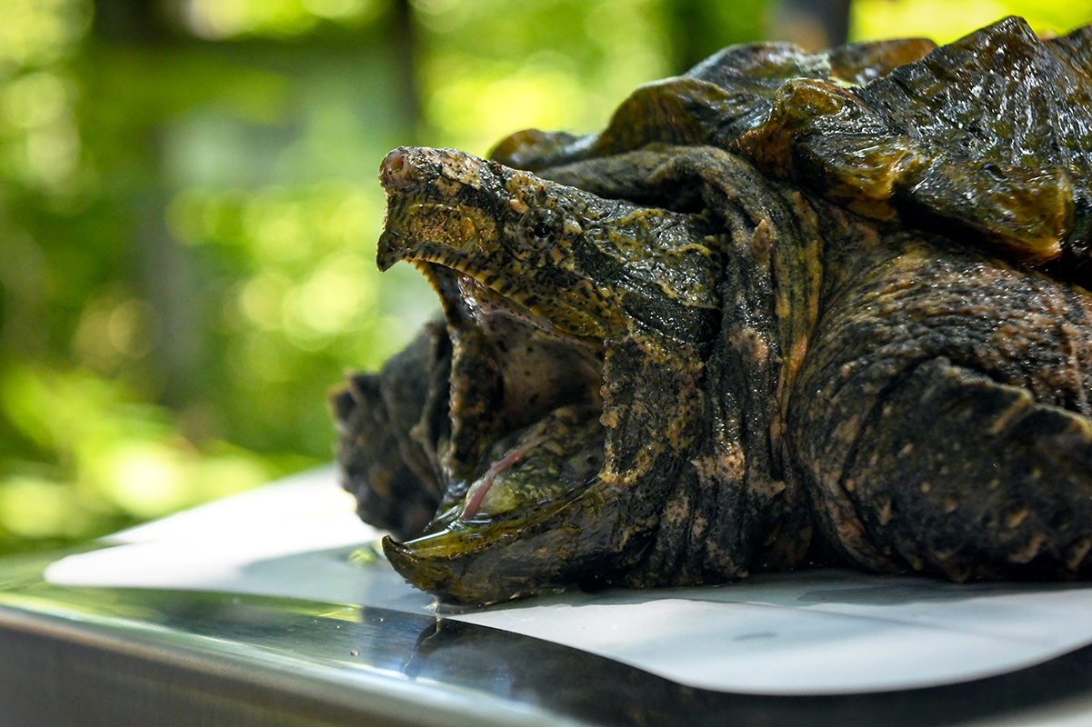 snapping turtle