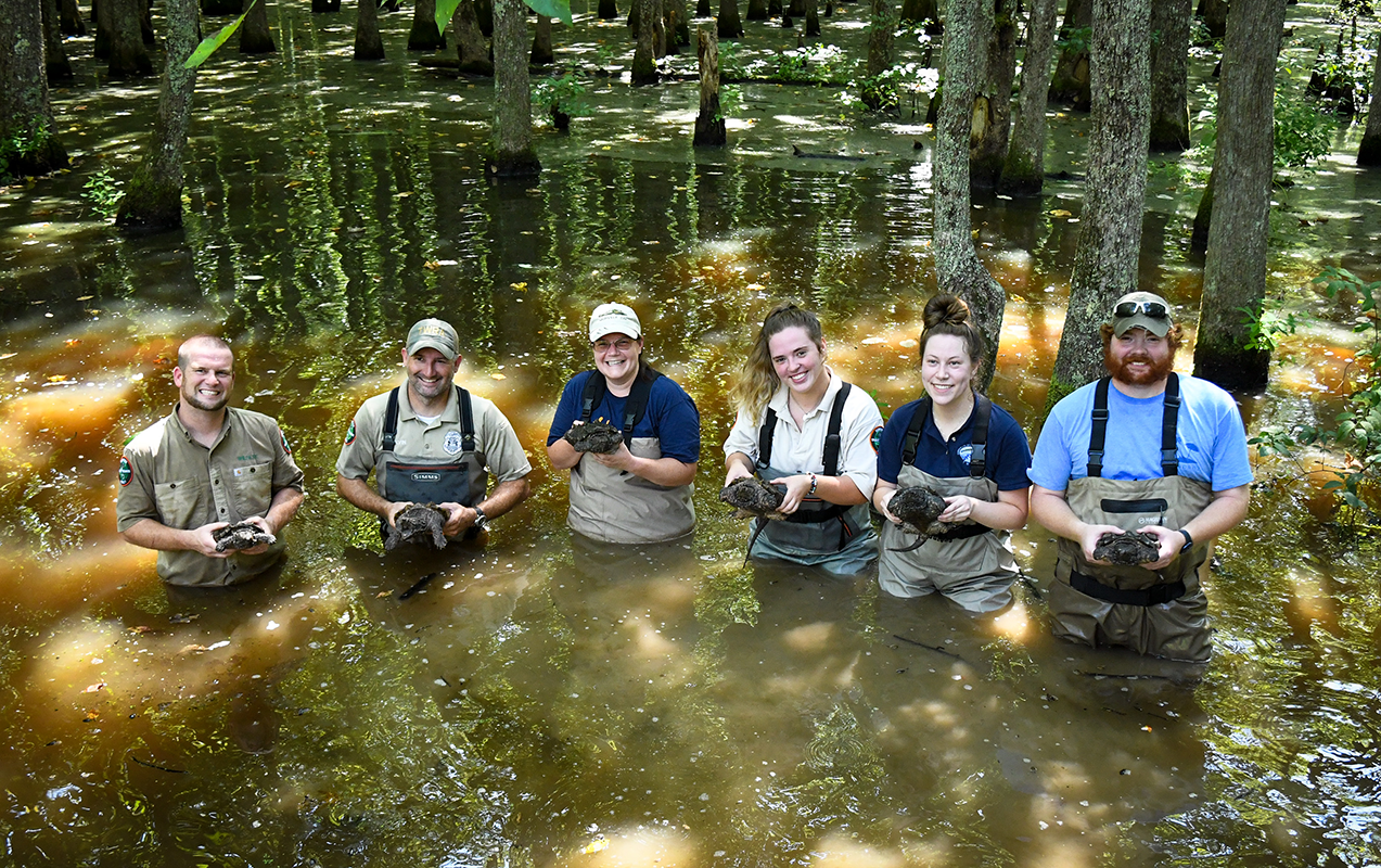 men releasing snapping turtles into a lake